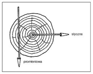 Rys. 1. Anizotropia drewna