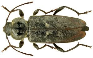 fot.2 Spuszczel pospolity (Hylotrupes bajulus)