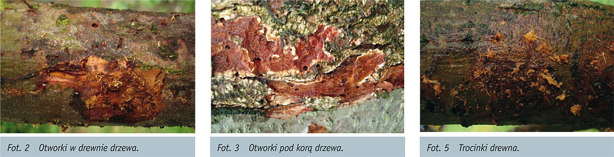 Rytel pospolity- owad drewna drzew leśnych i owocowych