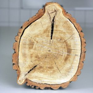 Fot. 3. Pęknięcia mogą być wadami pierwotnymi – jak widoczne na zdjęciu ujęte w przekroju poprzecznym pęknięcie mrozowe na topoli, jak i ...