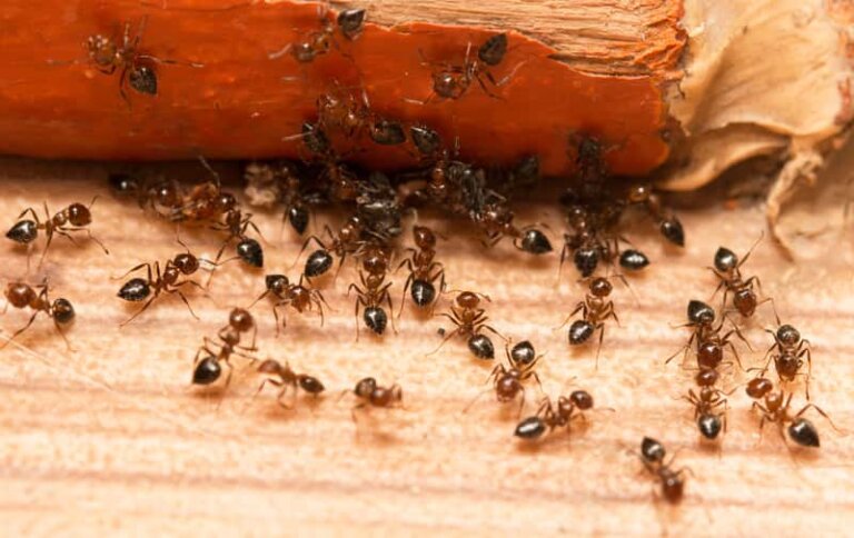 insekty zdjęcie