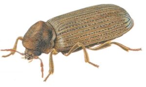 1 Kołatek (Anobium punctatum)