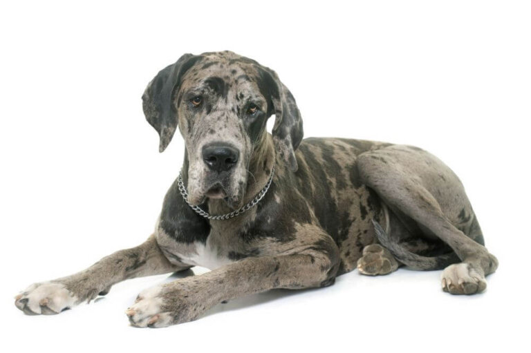 dog niemiecki
