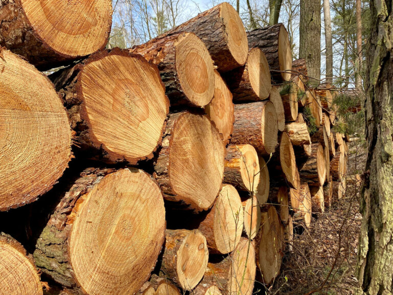 Jak obliczyć miąższość drewna